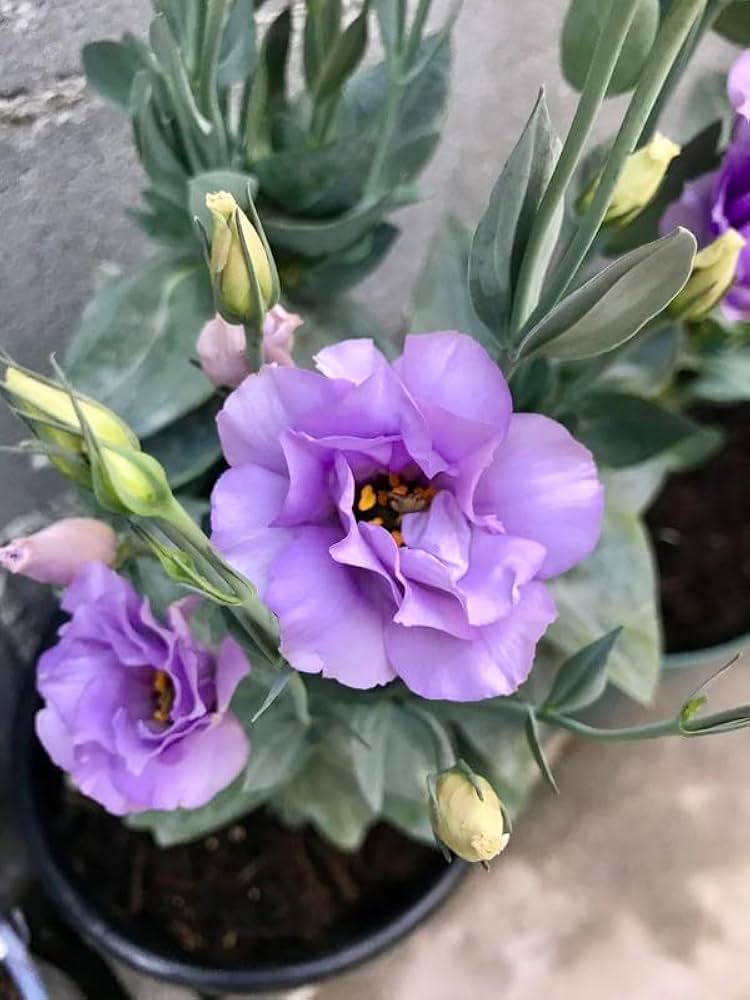 Lisianthus Eustoma Grandiflorum Lila and Picotee Flower Seeds for Planting – Suitable for Decorative Garden Borders