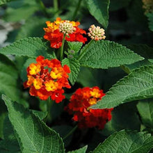 Lantana Camara Seeds (Lantana camara) for colorful blooms in the flower beds and butterfly gardens
