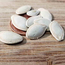 Tatuma Squash Seeds (Cucurbita pepo) for productive rows in the Vegetable Home Garden