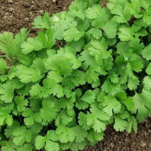 Green Cilantro Plants for cooks growing their own fresh herbs