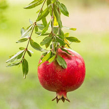 Pomegranate Fruit Tree Seeds (Punica granatum) for sweet homegrown fruit in the Balcony Orchard Planting
