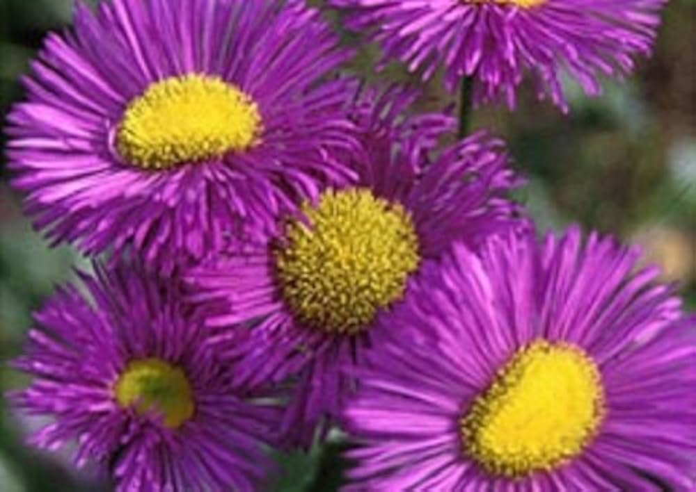 Erigeron Azure Fee seeds for blue flowers