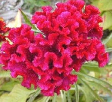 Toreador Cockscomb Celosia Seeds for growers seeking a long-blooming display