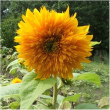 Buttercream Sunflower Seeds (Helianthus annuus) for a lasting display in the flower beds and sunny borders