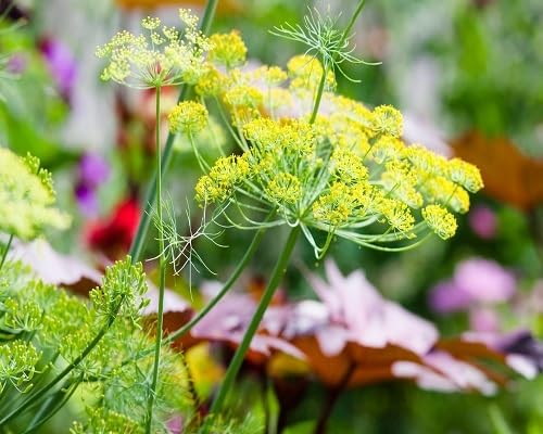 Yellow Dill Plants for a fragrant addition to the herb patch