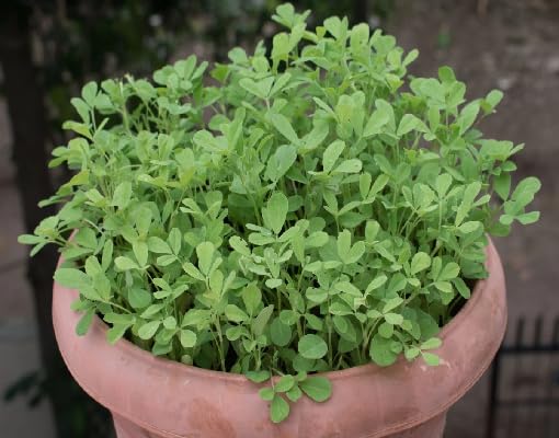 Green Fenugreek Plants for growers seeking a long-blooming display