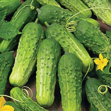 Asian Cucumber Seeds for a fresh homegrown crop from the Bonsai & Vegetable Garden