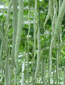 Snake Gourd Seeds (Trichosanthes cucumerina) for productive rows in the Long Snake Variety in Home Garden