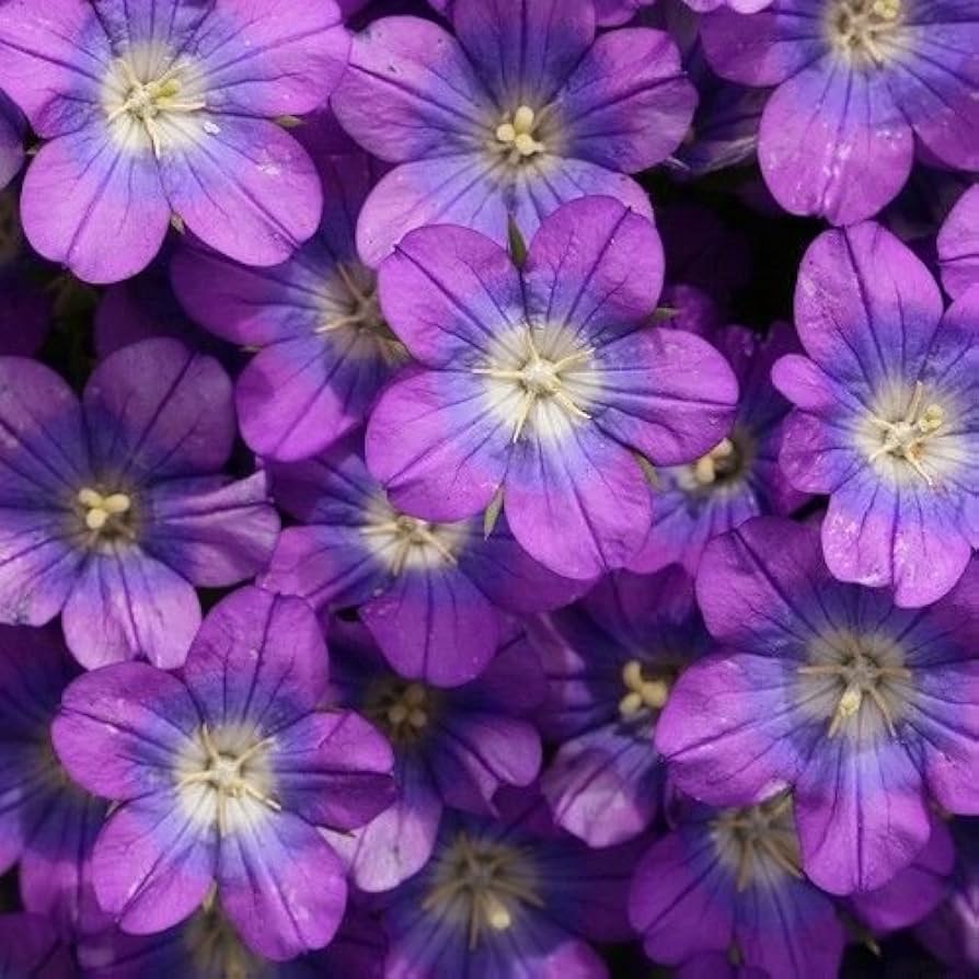 Venus Looking Glass Legousia Speculum Blue Ground Cover Flower Seeds for Planting – Ideal for Rock Gardens and Borders