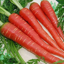 Sweet Organic Carrot Seeds for growers stocking a kitchen garden
