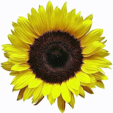 Sunflower Lemon Queen Seeds (Helianthus annuus) for growers planting the Cottage Garden