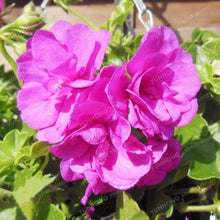 Purple Univalve Geranium Seeds for a lasting display in the Flower Bed & Garden