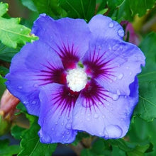 Blue Hibiscus Seeds (Hibiscus spp.) for colorful blooms in the Flower Bed & Tropical Garden