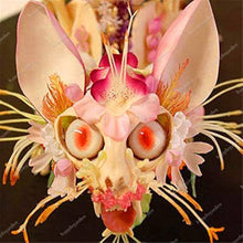 Monkey Face Orchid Seeds for reliable seasonal color