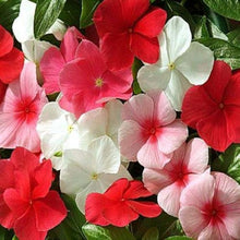 Pink Malve Mix Seeds for colorful blooms in the home garden flower bed