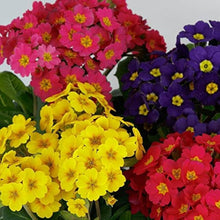 Primula Malacoides Rare Flowers Garden Seeds for a lasting display in the Flower Home Garden