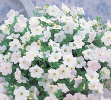 Petunia flower Seeds (Petunia hybrida) for seasonal color across the home garden containers or vertical gardens
