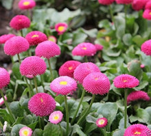 Rose Daisy Seeds (Bellis perennis) for growers filling out the flower bed home garden