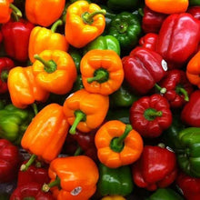 Jalapeno (Pepper Capsicum annuum organic vegetable) for planting in garden