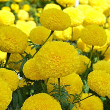 Marigold Seeds for gardeners building out beds and borders
