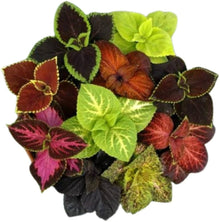 Coleus Coleus scutellarioides foliage plant seeds for vertical gardens - for planting in home garden