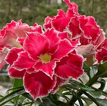 Red Desert Rose Adenium Seeds for reliable seasonal color