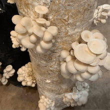 Lactarius Resimus Mushroom Seeds for a lasting display in the Growing in Garden