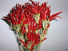Tien Tsin Chili Pepper Seeds (Capsicum annuum) for a reliable harvest in the Vegetable Balcony Garden