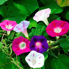 Morning Glory Seeds (Ipomoea purpurea) for a lasting display in the backyard gardening and fences