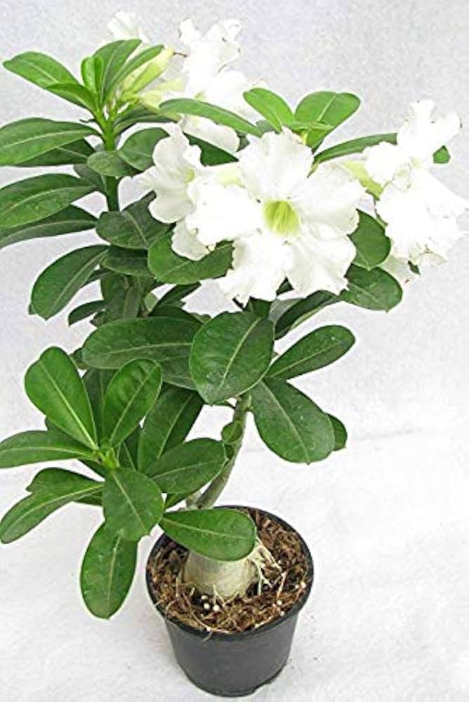 Desert Rose Adenium Obesum White King Parfum seeds