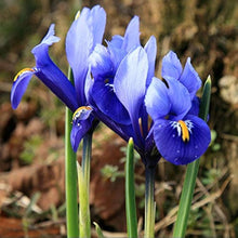 Iris Seeds for gardeners building out beds and borders