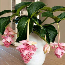 Medinilla Magnifica Bonsai Flower Plant Seeds for a lasting addition to the landscape
