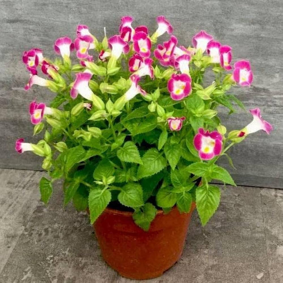 Torenia Fournieri for planting in shade garden