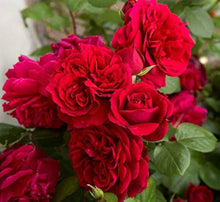 9 Colors of Chinese Rose Seeds (Rosa chinensis) for a lasting display in the Flower Garden