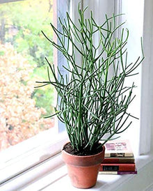 Rosea Pencil Tree Seeds (Euphorbia tirucalli) for a lasting addition to the landscape