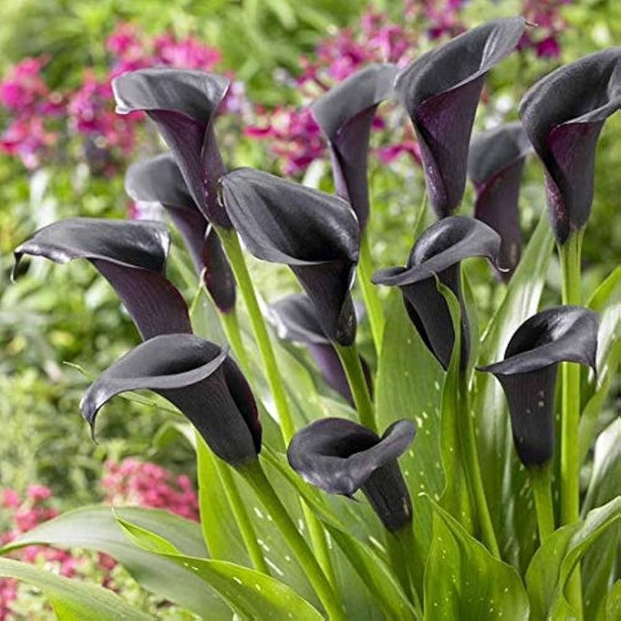 Dark Gray Giant Lily Calla Lily Seeds for a colorful addition to any planting
