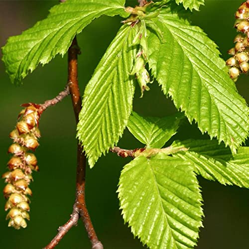 Carpinus Betulus Tree Seeds
