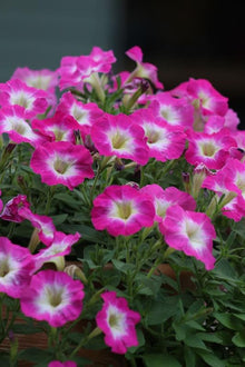 Salmon Petunia Dreams Seeds for colorful blooms in the Patio Planters Flower Pots