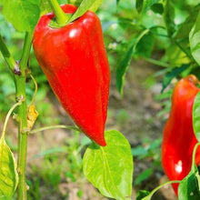 Leutschauer Paprika Seeds (Capsicum annuum) for a fresh homegrown crop from the Garden