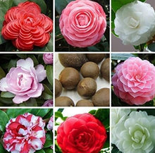 Don Mac Camellia Antique Seeds for reliable seasonal color