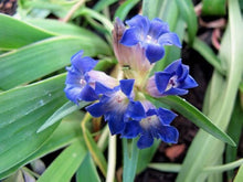 Largeleaf Gentian Gentiana Macrophylla Seeds for colorful blooms in the Home Shaded Borders