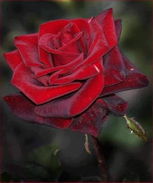 Multiple Colors Rose Seeds for a lasting display in the Vibrant, Multi-Hued Garden Blooms