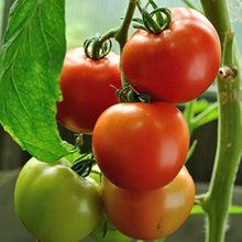 Red & Green Tomato Seeds for a reliable harvest in the Bonsai & Home Garden