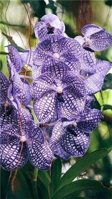 Hydroponic Orchid Seeds prized for indoor Flowering Orchids