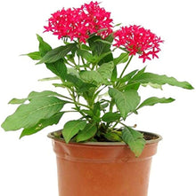 Pentas Lanceolata Seeds for a bright addition to the Flower Bed