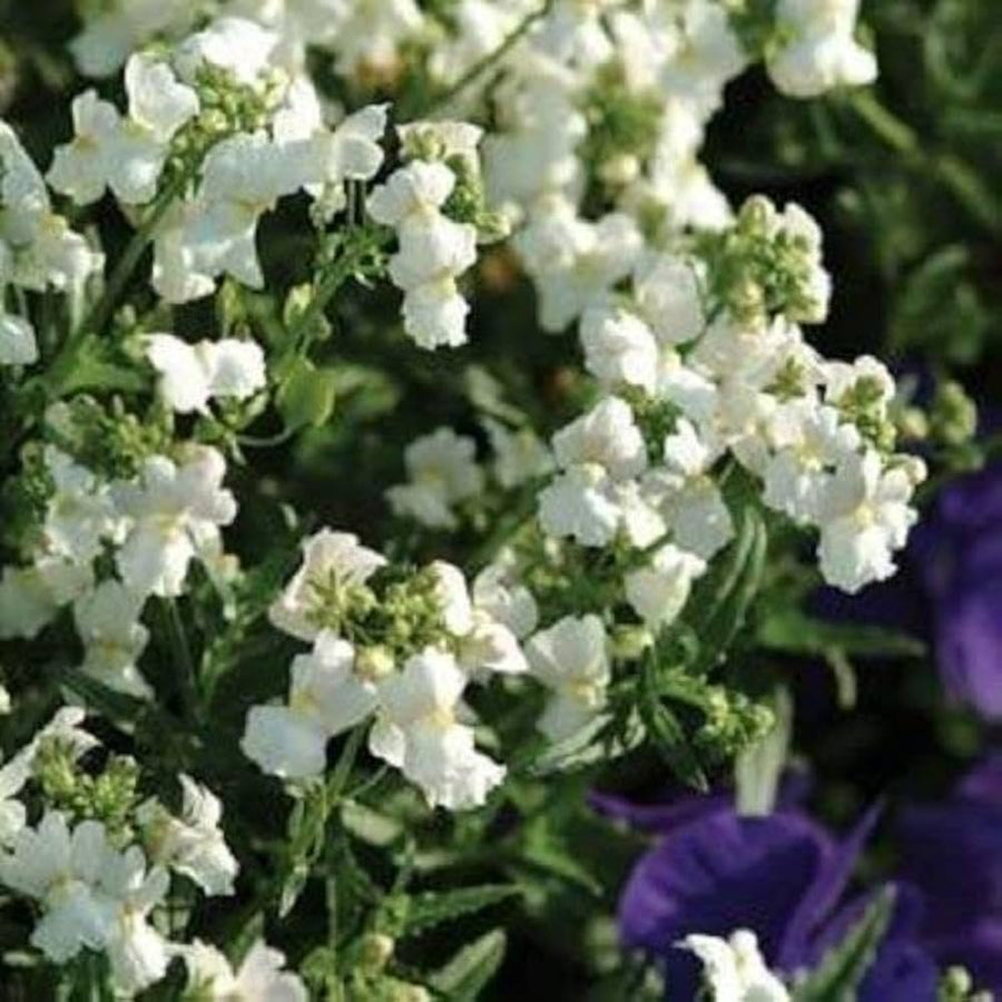 Nemesia Poetry White flower seeds (pelleted) for soft white garden edging
