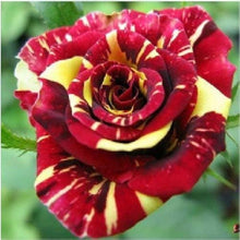 Osiria Rose Seeds (Rosa spp.) for colorful blooms in the flower beds and rose gardens