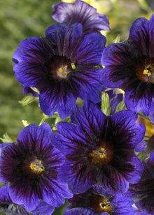 Salpiglossis Salpiglossis Sinuata Velvety Kew Blue Seeds for growers filling out the Garden Beds
