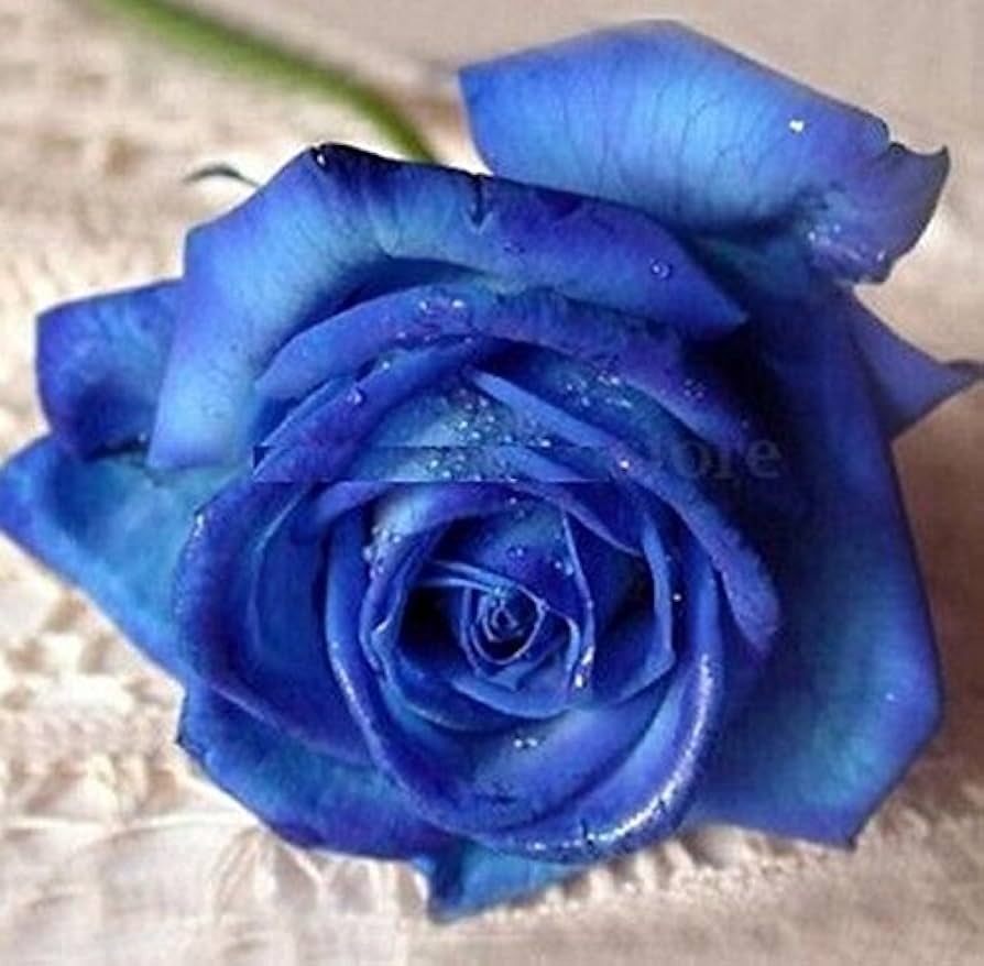 Midnight Supreme Dark Blue Rose Bush Flower Seeds