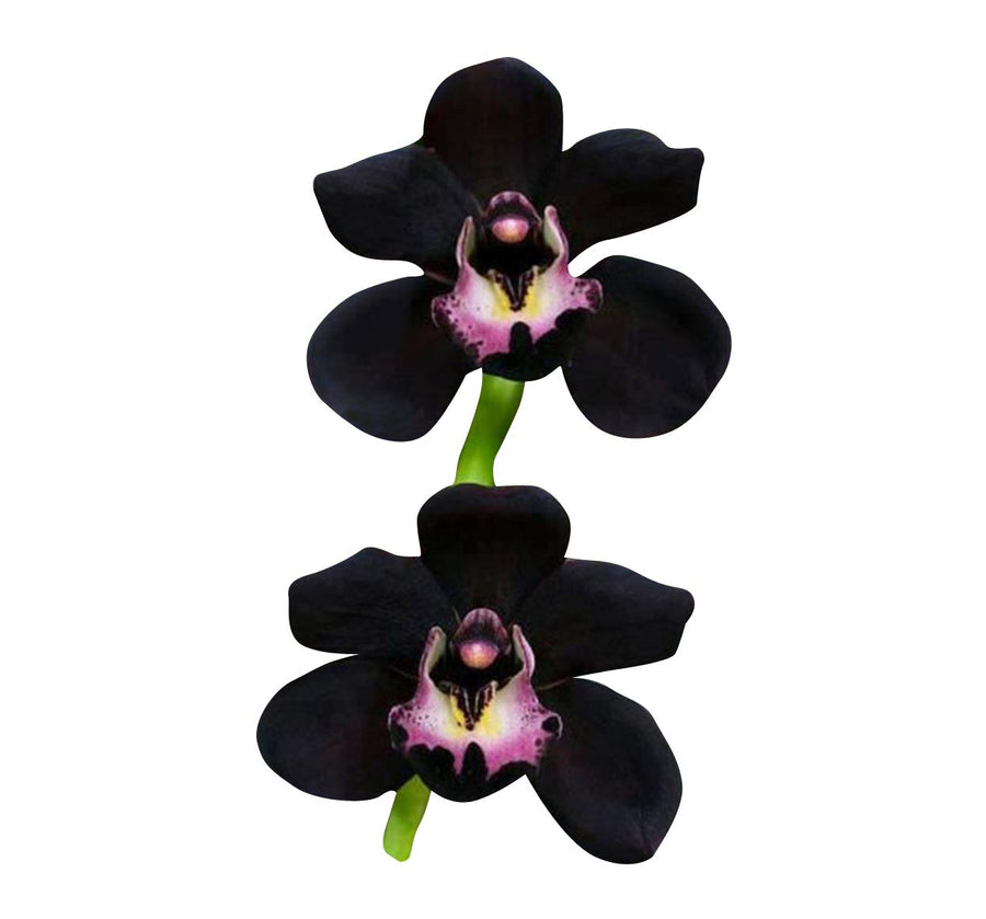 Black Cymbidium orchid seeds ��������� Cymbidium spp. ��������� for indoor ornamental planting